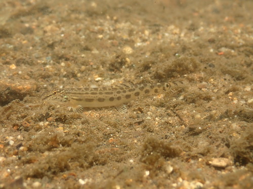 Striated spiny loach (Cobitis striata) — Cobitidae