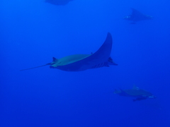 Mobula tarapacana