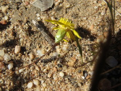 Leysera gnaphalodes