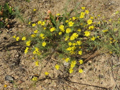 Leysera gnaphalodes