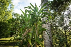 Cordyline petiolaris