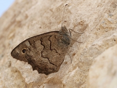 Hipparchia fatua