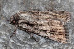 Dichagyris signifera