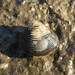 Asian Clam - Photo (c) Alex Bairstow, some rights reserved (CC BY-NC), uploaded by Alex Bairstow