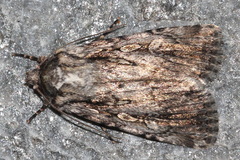 Dichagyris signifera