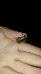 Chondropyga dorsalis