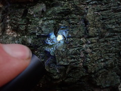 Arthonia astroidestera