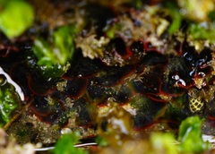 Watersipora subtorquata