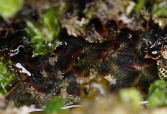 Watersipora subtorquata