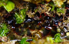 Watersipora subtorquata