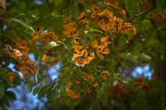 Pararchidendron pruinosum