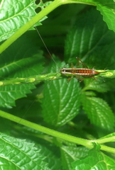 Conocephalus signatus