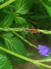 Conocephalus signatus