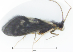 Pycnocentrodes modestus