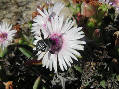 Phiambolia gydouwensis