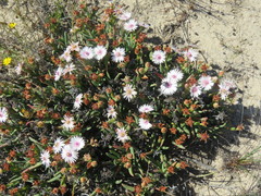 Phiambolia gydouwensis