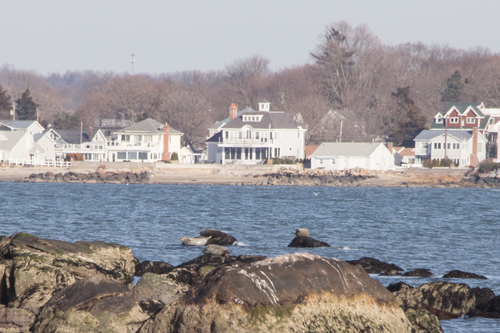Harbor Seal photographed in Connecticut