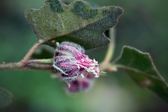 Chorilaena quercifolia