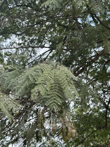 Catechu