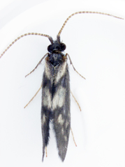 Pycnocentrodes modestus