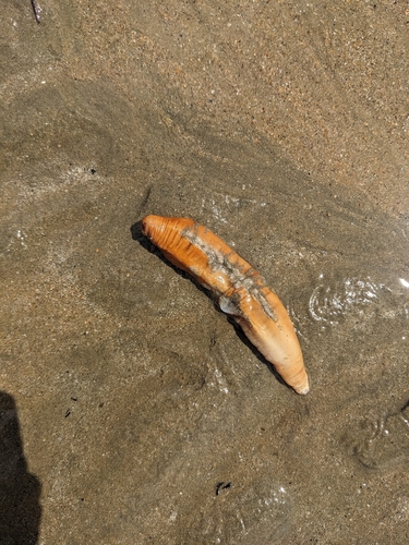 Holothuria conusalba