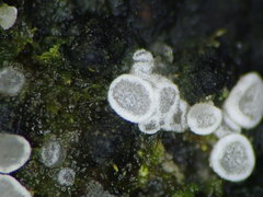 Polydesmia pruinosa