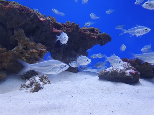 Atlantic Horse Mackerel