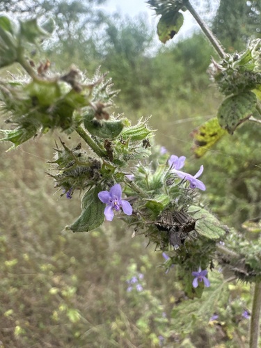 Wide Spikenard
