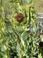 Leucadendron loranthifolium