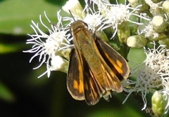 Hylephila phyleus phyleus