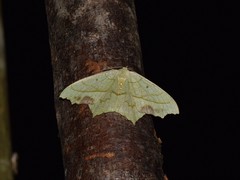 Dooabia viridata