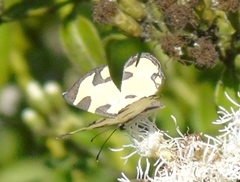 Baeotis zonata zonata