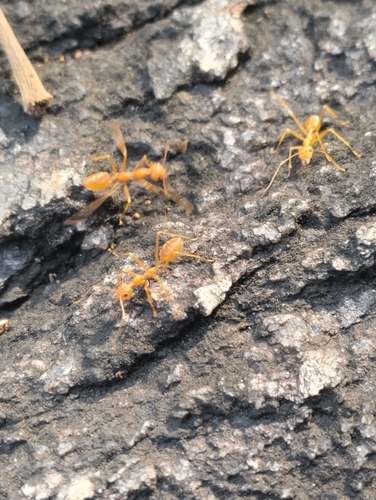 Asian Weaver Ant