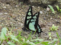 Graphium cloanthus