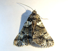 Lipogya leucoprosopa