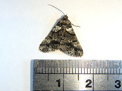 Lipogya leucoprosopa