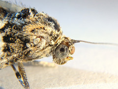 Lipogya leucoprosopa