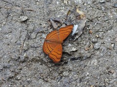 Pseudergolis wedah