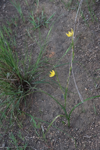 Moraea lewisiae