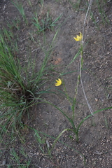 Moraea lewisiae