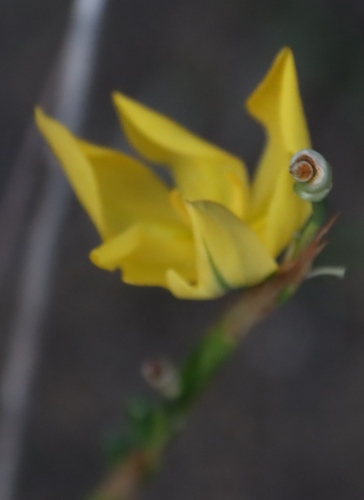 Ostrich Threadstar (Moraea lewisiae)