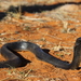 Black Spitting Cobra - Photo (c) bryanmaritz, some rights reserved (CC BY-NC), uploaded by bryanmaritz