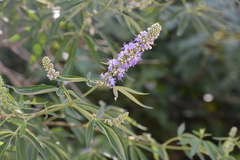 Lilac chaste tree