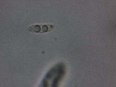 Polydesmia pruinosa