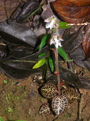 Anoectochilus roxburghii
