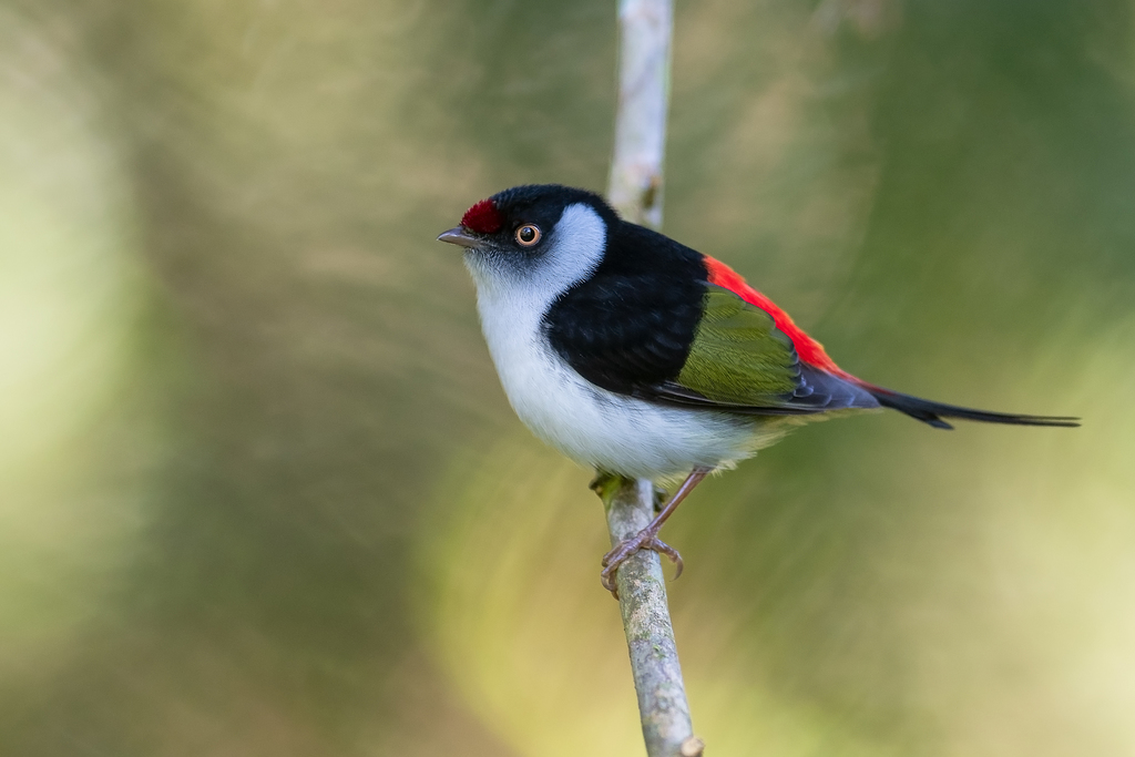 Pin-tailed Manakin (Ilicura militaris) photo