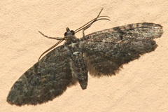 Eupithecia lariciata