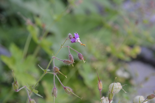 Reflexed Crane's-bill (Geranium reflexum)