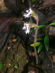 Anoectochilus roxburghii