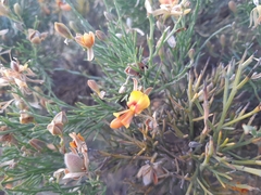 Jacksonia furcellata